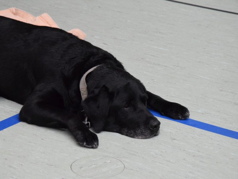 vereinslehrgang 2019